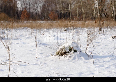 Klumpen Erde genannt Maulwurfshügel, verursacht von einem Maulwurf, unter dem Schnee in einem Feld im winter Stockfoto