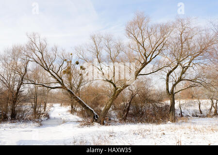 Eine gebrochene Weidenbaum, mit einem "V" Form, im Schnee im Winter. Einige Mistel wächst in den Zweigen Stockfoto