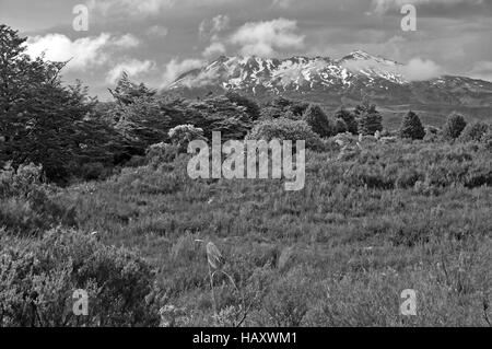 Alpinen Gelände um Tongariro National Park, Nordinsel Neuseeland Stockfoto