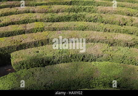 Luftaufnahme von einem komplexen Labyrinth aus Hecken Stockfoto