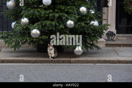 10 Downing Street Weihnachtsbaum und Tür-Dekoration.  Larry Downing Street Katze schützt den Baum Stockfoto