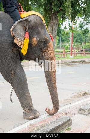 Elefanten auf der Straße von Ayutthaya Thailand Stockfoto