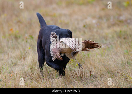 Schwarzer Labrador holt Rebhuhn auf Spielschießen in Norfolk Mitte November ab Stockfoto