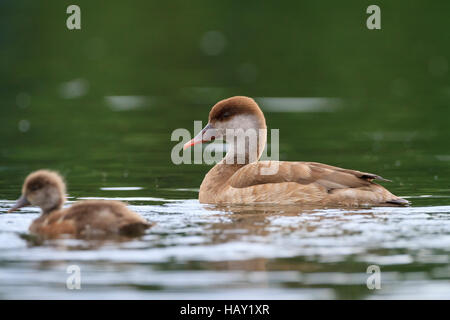 Rot-crested Tafelenten (Netta Rufina) Weibchen Schwimmen mit Küken. Staffelsee. Oberbayern. Deutschland. Stockfoto