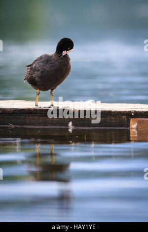 Gemeinsamen Blässhuhn (Fulica Atra) putzen am Pier. Staffelsee. Oberbayern. Deutschland. Stockfoto