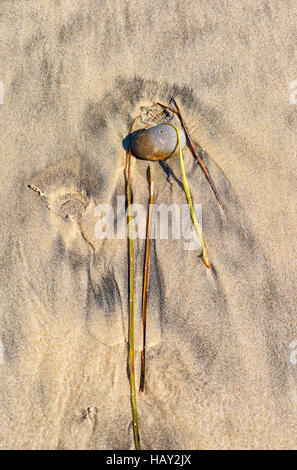 Rock mit Seetang Stränge am Strand liegen. Stockfoto