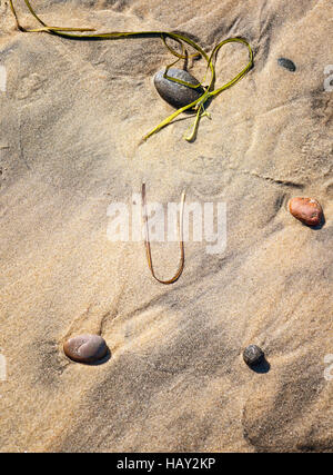Felsen und Seetang am Strand liegen Stockfoto