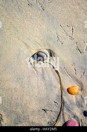 Felsen und Seetang am Strand liegen Stockfoto