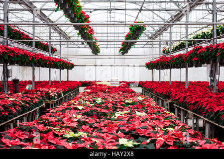 Zeilen auf Reihen von Weihnachtsstern Pflanzen wachsen in Familie Blumen befindet sich etwas außerhalb von St. Thomas, Ontario, Kanada. Heimisch in Mexiko, ist es besonders Stockfoto