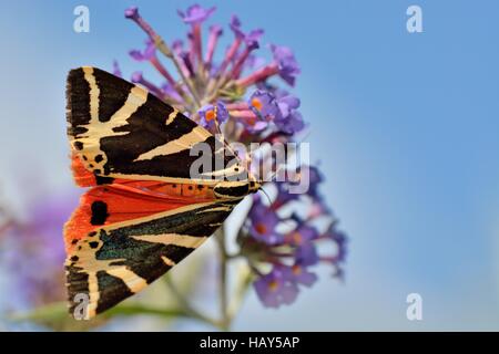 Jersey-Tiger Stockfoto