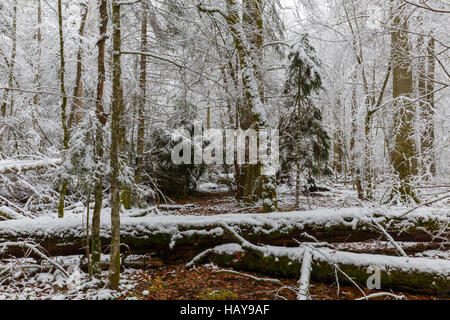 Winterlandschaft des natürlichen Waldes mit Toten Eiche Baumstämme liegen, Białowieża Wald, Polen, Europa Stockfoto