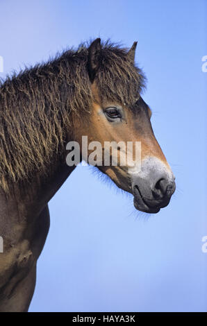 Exmoor Pony - Porträt eines Hengstes Stockfoto