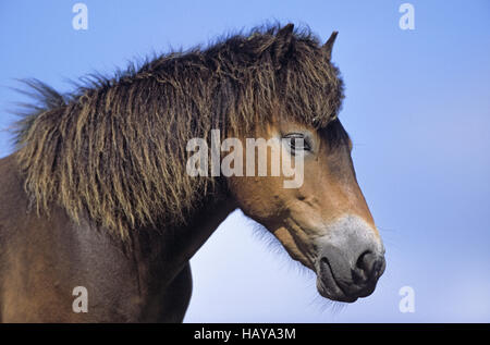 Exmoor Pony - Porträt eines Hengstes Stockfoto