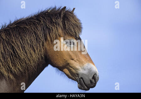 Exmoor Pony - Porträt eines Hengstes Stockfoto