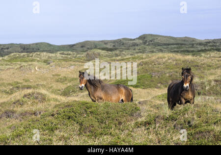 Exmoor Pony Stuten in den Dünen Stockfoto