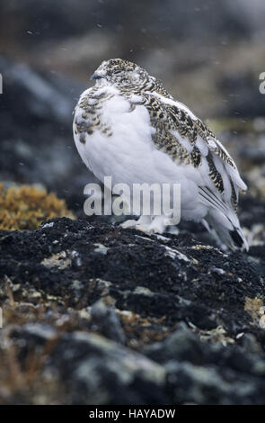 Alpenschneehuhn im Schneefall - (Schnee-Huhn) Stockfoto