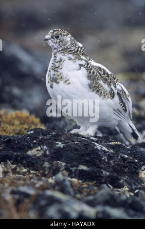 Alpenschneehuhn im Schneefall - (Schnee-Huhn) Stockfoto