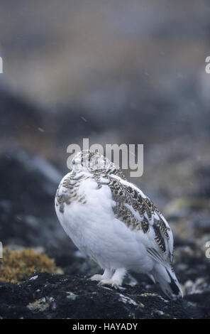 Alpenschneehuhn im Schneefall Stockfoto