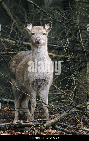 Dybowski Sika Hirsch Reh im Winter Fell Stockfoto