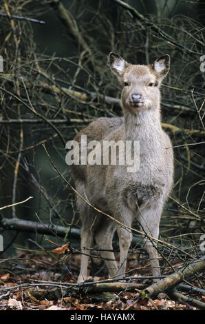 Dybowski Sika Hirsch Reh im Winter Fell Stockfoto