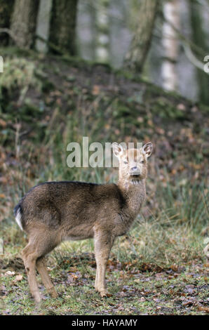 Dybowski Sika Hirsch Reh im Winter Fell Stockfoto