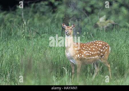 Dybowski Sika Hirsch Hirschkuh im Sommer Fell Stockfoto