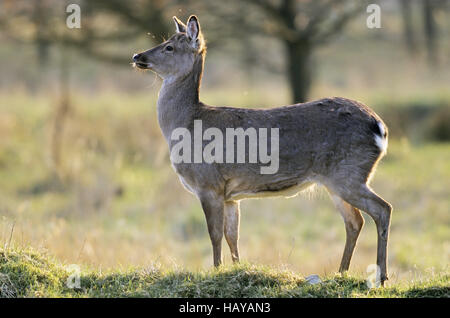 Dybowski Sika Hirsch Hirschkuh im Winter Fell Stockfoto