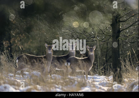 Dybowski Sika Deer Hinds im winter Stockfoto