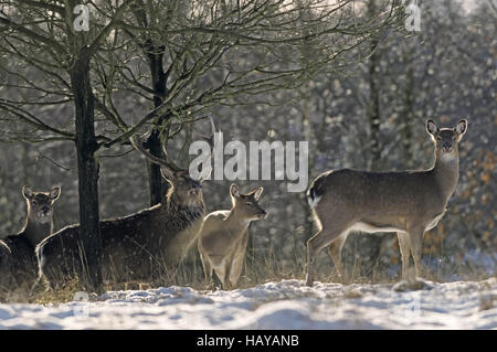 Dybowski Sika Hirsch Hirsch und Hirschkühe im winter Stockfoto