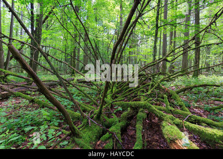 Toten Fichte liegend Moos eingewickelt unter Laubbäumen im Sommer Białowieża Wald, Polen, Europa Stockfoto