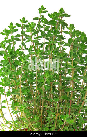 Majoran (Origanum Majorana) Stockfoto