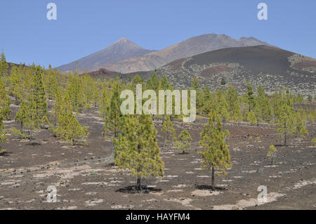 Pico del Teide, Teneriffa Stockfoto