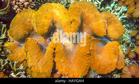 Bunte Riesenmuschel Tridacna Gigas wächst in den Untiefen des Raja Ampat, Indonesien. Stockfoto