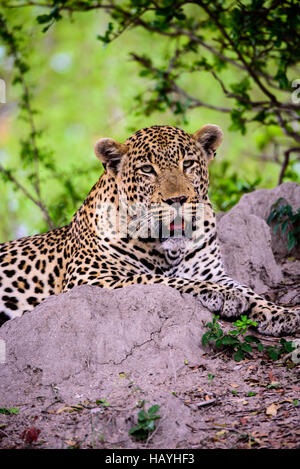 Kopf und Schultern Schuss von einem männlichen Leoparden Stockfoto
