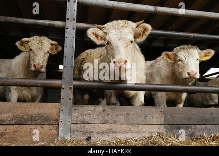 Gehörnte Charolais Kuh sicher hinter einer schweren Eisenstange in der Scheune. Charolais ist eine große bemuskelt, Rasse der Taurin Rinder Stockfoto