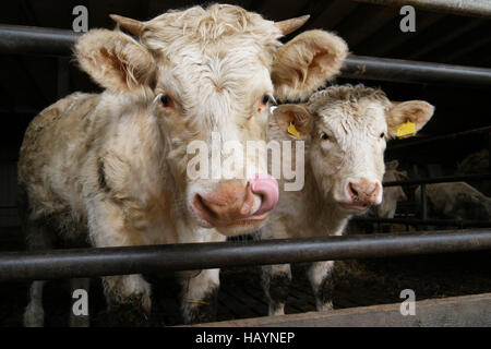 Gehörnte Charolais Kuh sicher hinter einer schweren Eisenstange in der Scheune. Charolais ist eine große bemuskelt, Rasse der Taurin Rinder Stockfoto