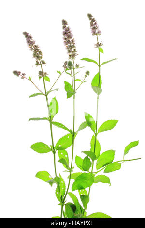 Minze (Mentha Spicata) Stockfoto