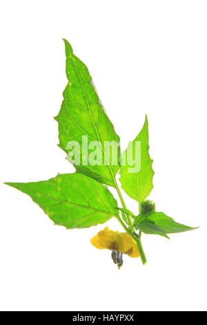 Tomatillo (Physalis Philadelphica) Stockfoto