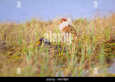 Streitsüchtiges schönen 4. Ultimative kämpfen. Strandläufer (Watvögel) Kampfläufer (Philomachus Pugnax, männlich) kämpfen im Sumpf Hintergrund von See und Wald Stockfoto