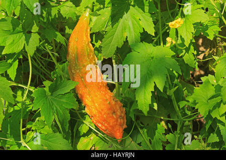 Bittermelone (Momordica Charantia) Stockfoto