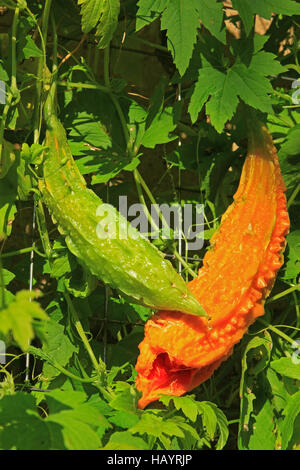 Bittermelone (Momordica Charantia) Stockfoto