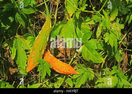 Bittermelone (Momordica Charantia) Stockfoto