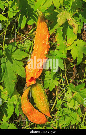 Bittermelone (Momordica Charantia) Stockfoto