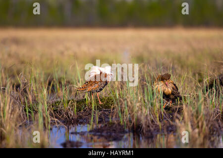 Streitsüchtiges schönen 4. Ultimative kämpfen. Strandläufer (Watvögel) Kampfläufer (Philomachus Pugnax, männlich) kämpfen im Sumpf Hintergrund von See und Wald Stockfoto