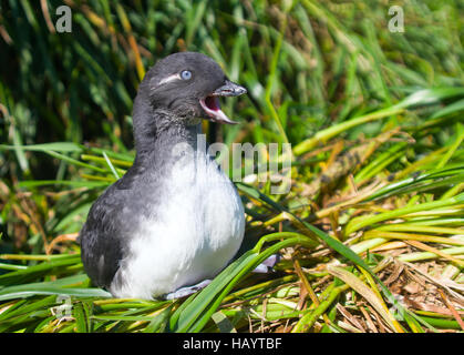 Die jungen Sittich-Auklet (Cyclorrhynchus geflohen) in der Nähe ein Loch. Kommandeurs-Inseln. Stockfoto