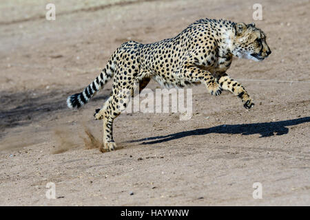 Gepard laufen auf Hochtouren Stockfoto