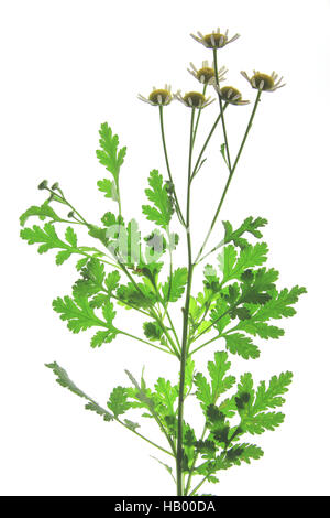 Mutterkraut (Tanacetum Parthenium) Stockfoto