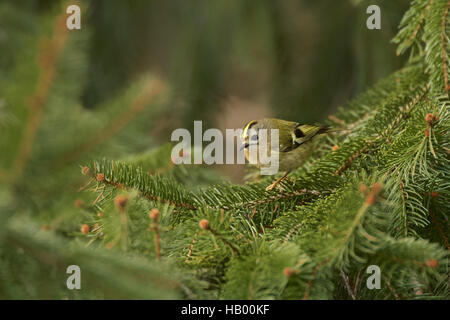 Wintergoldhähnchen Stockfoto