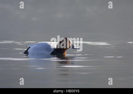 Gemeinsamen Tafelenten Stockfoto