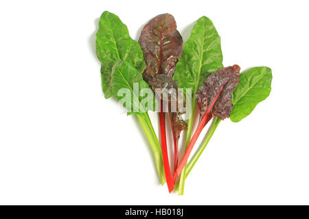 Mangold (Beta Vulgaris Subspecies Vulgaris) Stockfoto